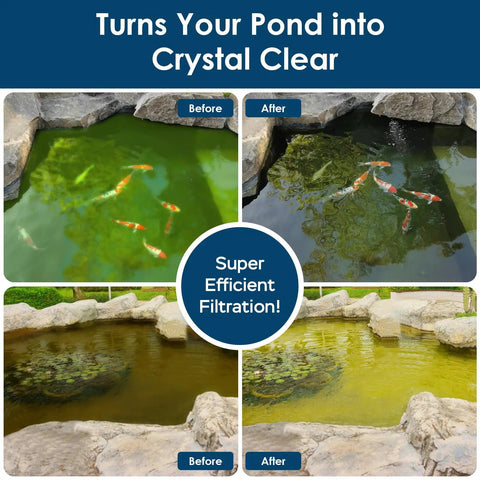 Comparison of koi pond before and after using All In One Koi Pond Filter And Fountain Kit Perfect For 200 To 350 Gallon Ponds.