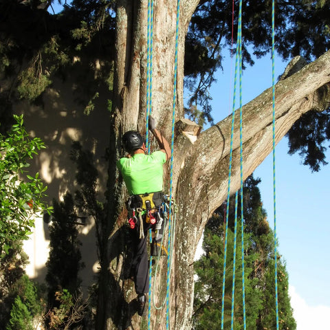 Half Inch By Hundred Feet Arborist Tree Climbing Rope Forty Eight Strand Polyester Static Bull Line Nine Thousand Pounds Breaking Strength Built Tough As Nails King Of The Canopy Top Shelf Marine Gear