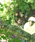 Rope Sniper Pro Arborist Tool for effortless rope placement on a tree branch, view from above highlighting laser sharp precision.