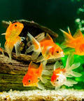 Goldfish group in aquarium: several orange fish with translucent fins among gravel and driftwood.