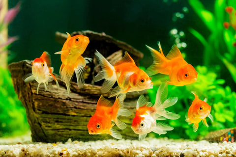 Goldfish group in aquarium: several orange fish with translucent fins among gravel and driftwood.