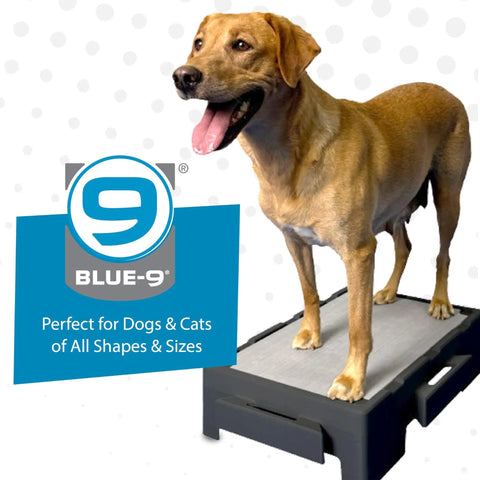 Dog standing on KLIMB Jr Dog Training Platform For Behavior Basics With DIY Guide Safe Space To Stop Begging Jumping And Barking