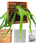 Set Of 2 Staghorn Fern Mounting Blocks 12 Inch Square Teak Wood Mounting Kit With Plastic Root Mesh And Hardware For Orchids And Air Plants Perfect For Easy Mounting And Display. Teak block kit with mesh and hardware