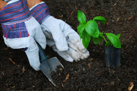 Heavy Duty Work Gloves For Landscaping And Gardening, 12 Pair Pack with Durable Split Leather Palm planting seedling
