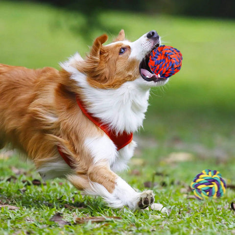 Dog playing with Indestructible Rope Chew Toys Set For Aggressive Chewers, Heavy Duty Dental Rope Toys For Large Breeds