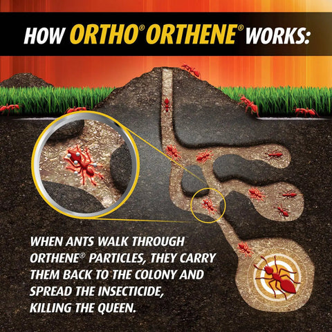 Diagram showing how fire ant killer for outdoors no watering needed kills queens mound treatment works on ant colonies.