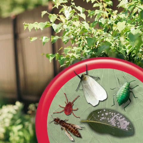 Insecticidal Soap Ready to Use Spray for Organic Gardening, pests highlighted on leaf with garden backdrop.