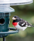 Close-up of a bird perched on Ultra Squirrel-Proof Bird Feeder With Cardinal Ring And Six Feeding Ports, Large 5.1 Pound Seed Capacity
