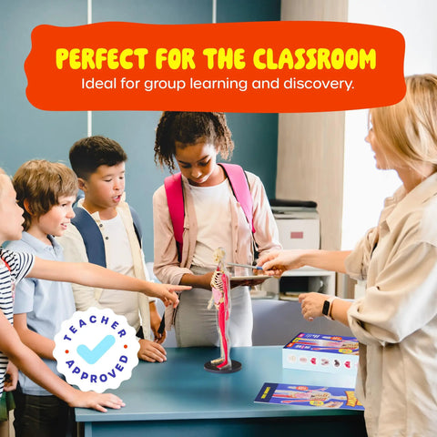 Kids interacting with Squishy Human Anatomy Body Model With 30 Removable Parts For Kids Aged 4 8 A Fun STEM Toy with teacher in class.