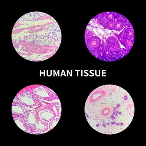 100 Pack Prepared Microscope Slides Set For Kids And Homeschoolers With Professional Specimens High Quality Optical Glass Human Tissue