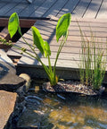 Contour Kidney Shaped Plastic Slotted Mesh Pond Plant Basket 17 Inch Long 44cm in water garden with aquatic plants and lilies.