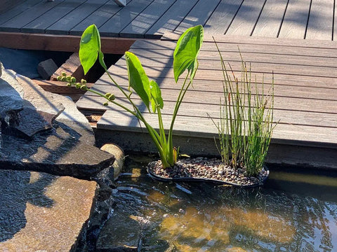 Contour Kidney Shaped Plastic Slotted Mesh Pond Plant Basket 17 Inch Long 44cm in water garden with aquatic plants and lilies.