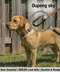 Heavy Duty Iron Carabiner Clips Set For Camping And Hiking Nonlocking 2.5 Inch D Ring Carabiners on dog collar