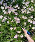 Extendable Pollen Duster For Fruit Trees With 93cm Rod Diatomaceous Earth Atomizer in use over flowering plants