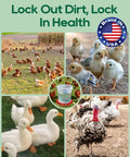 68 Piece Sleek Chicken Waterer Cups Delivering No Sweat Automatic Leak Proof Poultry Watering Station With Tee Fittings And Hole Opener For Rock Solid Hydration In Vibrant Red shown with healthy chickens, ducks, and turkeys.