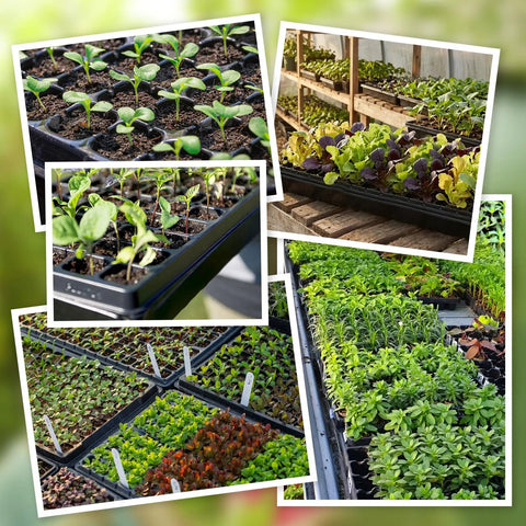 72 Cell Seed Trays With Drainage Trays For Seed Germination Durable Plastic Plant Trays 21 By 11 By 1.81 Inches Set Of 10 Great For Vegetables Flowers Herbs And Fruit Seed Starting