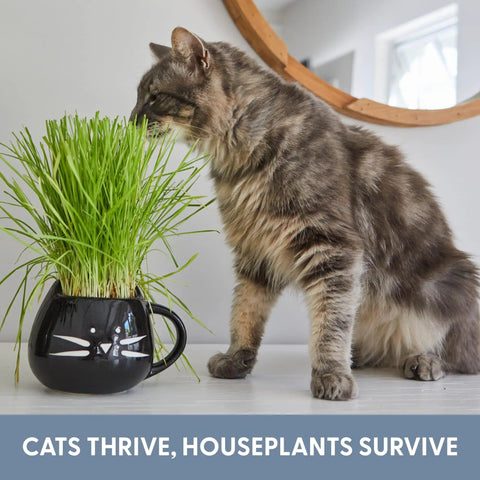Organic Cat Grass Growing Kit For Indoor Cats with planter and grass, next to a curious cat, for hairball control and digestion support.