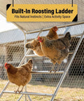 Built-in roosting ladder in Large Metal Chicken Run Walk-In Coop 9.8 Ft Long By 6.5 Ft Wide By 6.5 Ft High For 15-20 Hens