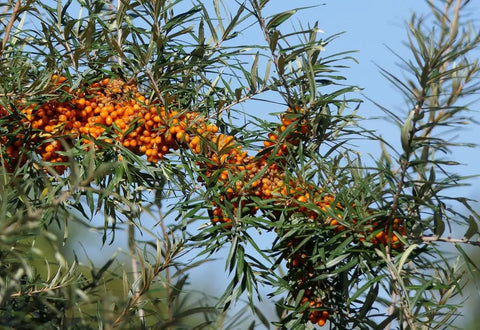 Sea Buckthorn Seeds For Planting 150 Plus High Germination Hippophae Rhamnoides Hardy Berry Shrub Seeds For Outdoor Garden Low Effort Home Growing Yard Friendly Perennial Deciduous Plant With Bright Orange Berries And Tough Adaptability