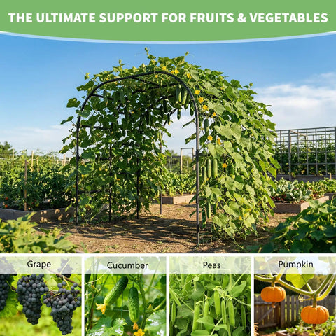 Tall 88 Inch Garden Arch Trellis For Climbing Plants Outdoor Metal Archway That Looks Boss covered in cucumber vines in garden