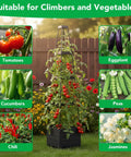 Two Pack Raised Garden Bed Planter Box With Trellis For Tomatoes And Climbing Plants shown with various plants in a garden.