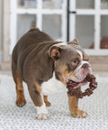 Textured Ring Power Chew Toy For Extra Large Dogs 50 Plus Lbs Durable Ring Shaped Chew Toy Built For Tough Chewers With Raised Surfaces That Clean Teeth And Massage Gums brown ring held by bulldog