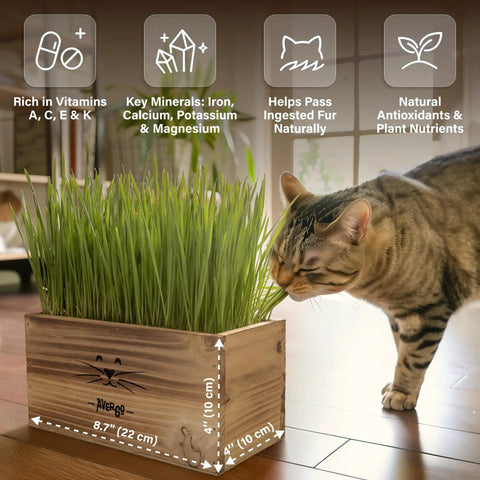 Indoor Cat Grass Kit With Four Seed Packets, Wooden Planter, Coconut Coir Soil Discs, And Mini Tools For Nipping And Nibbling in use