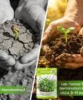 Comparison of low germination and thriving plant with 15 Pack Herb Seeds Set With 4500 Plus Non GMO Heirloom Seeds package visible