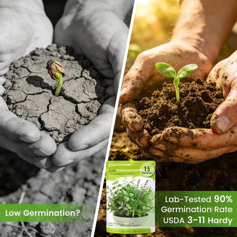 Comparison of low germination and thriving plant with 15 Pack Herb Seeds Set With 4500 Plus Non GMO Heirloom Seeds package visible
