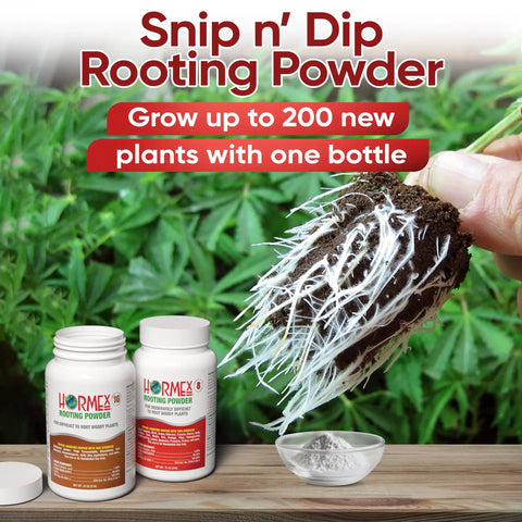Rooting Hormone Powder For Plant Cuttings 0.80-1.60% IBA, Semi-Hardwood Starter, Speeds Up Root Growth For Any Plant Varieties, Ready-To-Use Pack For Faster Rooting Results In All Plant Types. Two rooting powder bottles, powder dish, and rooted cutting