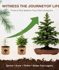 Indoor Bonsai Starter Kit For Adults With Jacaranda Seeds, Tools And Planter, growth stages from seedling to tree
