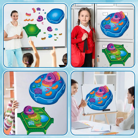 Magnetic Animal And Plant Cell Models Set With 24 Piece Hands On Educational Science Kit on display in classroom activities.