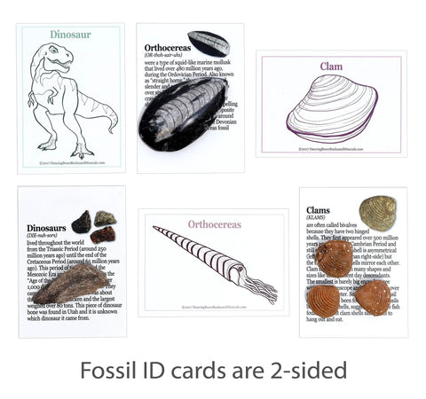 Totally Real Fossil Collection Kit With 12 Fossils including ID cards for Dinosaur, Orthocereas, and Clam.