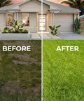 Before and after lawn improvement using Heavy Duty Thatch Rake For Lawn Dethatching, Adjustable Rake For Grass And Soil Debris.