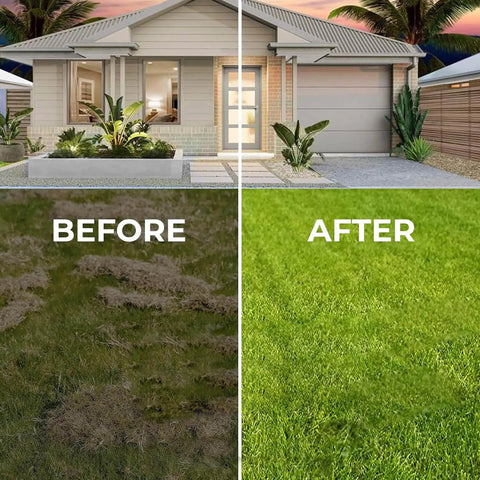 Before and after lawn improvement using Heavy Duty Thatch Rake For Lawn Dethatching, Adjustable Rake For Grass And Soil Debris.
