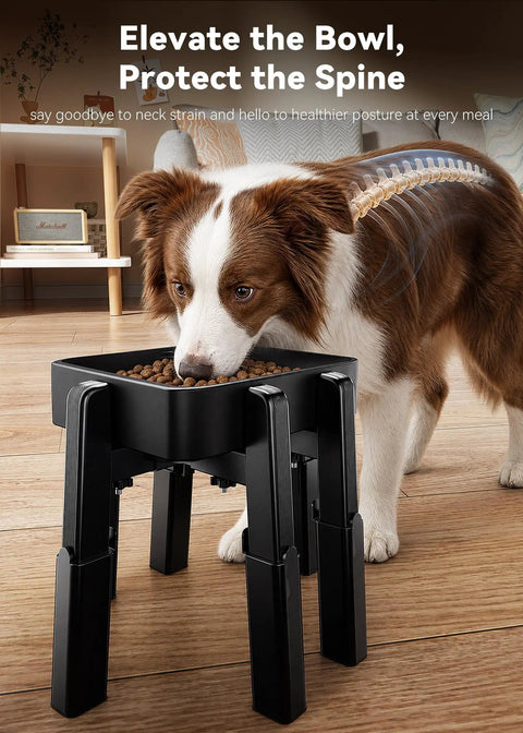 Border Collie using Fully Adjustable Extra Large Dog Bowl Stand For Big Paws, featuring raised bowl for comfortable eating.