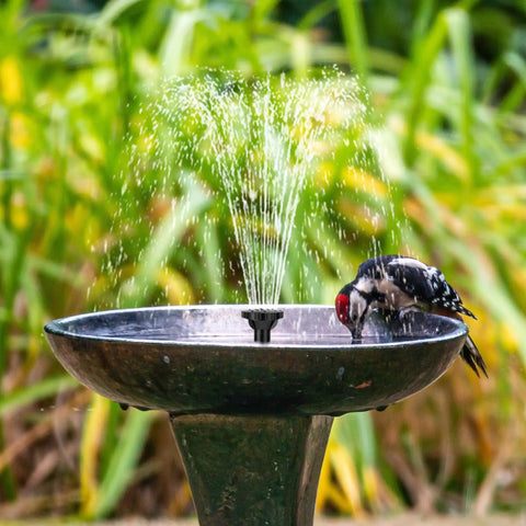 Woodpecker drinking from bird bath powered by Seven Point Five Watt Solar Water Pump For Ponds And Fountains with DIY Five Foot Tubing
