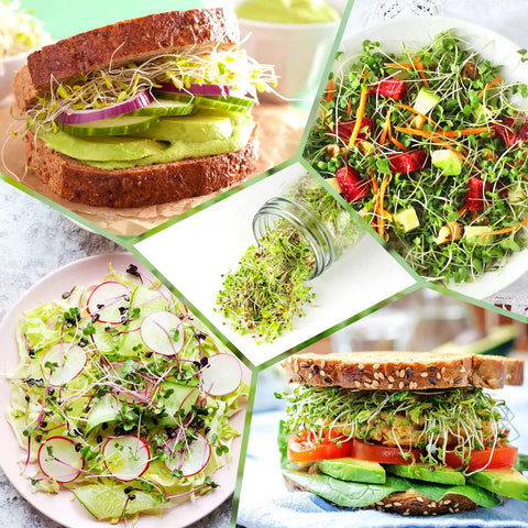 Seed Sprouting Kit With 2 Large Wide Mouth Mason Jars, Sprout Lids, Drain Tray, Blackout Sleeves, Stainless Stand, Easy Home Sprouting For Bean Sprouts, Broccoli, Alfalfa And More