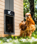 Automatic Chicken Coop Door Opener with Battery Power Weatherproof Aluminum Build Smart App and Timer Control in action