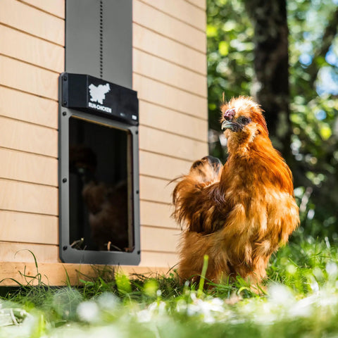 Automatic Chicken Coop Door Opener with Battery Power Weatherproof Aluminum Build Smart App and Timer Control in action