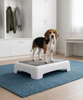 Beagle on Portable Puppy Training Platform With Non Skid Surface For Indoor And Outdoor Dog Agility Practice Slip Resistant Plastic Board