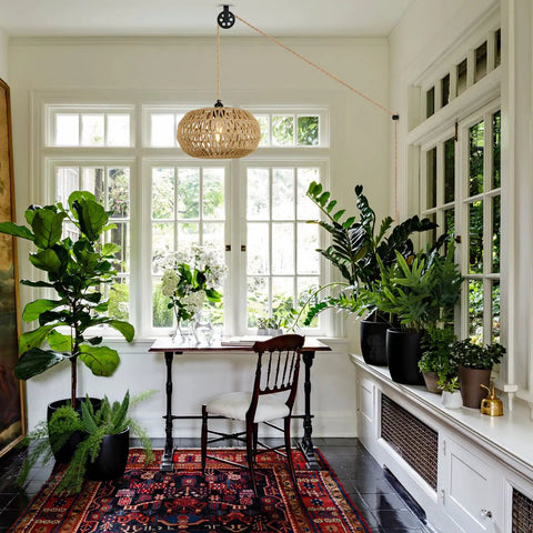Boho Pendant Light With Plug In Cord And LED Bulb Dimmer Switch 15 Foot Hanging Wicker Rattan Chandelier in plant-filled room.