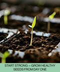 Close-up of seedling in 216-Cell Seed Starter Trays Set With Plant Stakes, 36 Trays Of 6-Cell Blocks, for hydroponic gardens