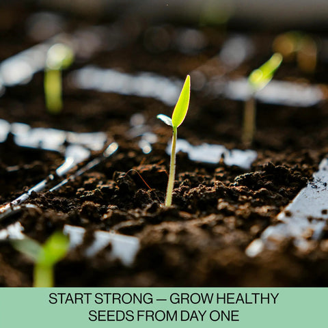 Close-up of seedling in 216-Cell Seed Starter Trays Set With Plant Stakes, 36 Trays Of 6-Cell Blocks, for hydroponic gardens