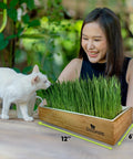 Easy Setup Self Watering Cat Grass Kit Lets You Grow Fresh Living Cat Grass At Home In Five To Seven Days No Soil No Mess Organic Wheatgrass Seeds Large Reusable Indoor Tray For Indoor Cats