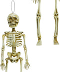 Spooky White Plastic Hanging Skeleton Fifteen Point Five Inch For Halloween Decor Realistic Decayed Bones And Creepy Grin Durable Material
