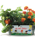 Awesome Windowsill Garden Starter Kit With Tomato And Marigold Seeds in galvanized planter on a sunny windowsill.
