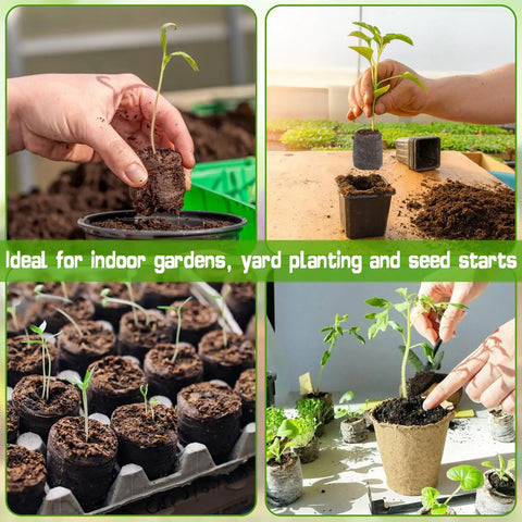 Plant seedlings in No Fuss 100 Pcs 30mm Peat Pellets Seed Starter Pods Plugs for vegetables and seedling propagation.