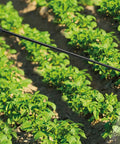 Manual Backpack Sprayer 12L With Fiberglass Lance, 3-Position Pressure Regulator in use on garden plants