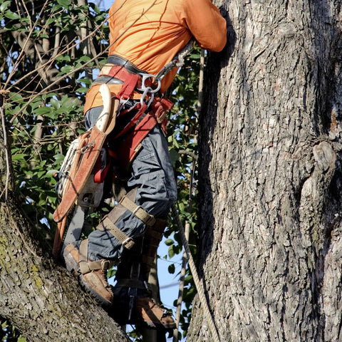 Tree Climbing Spikes With Pro Arborist Gear Kit Including 10m Nylon Rope, Safety Belt, Scissors And Saws in use on a tree